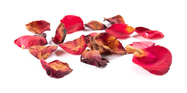 istock side view petals of faded roses on white backgorund 1135500403