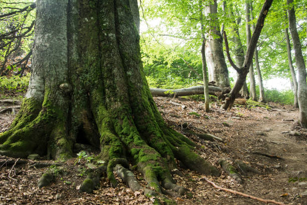 istock Ancient beech forest on the slopes of the Carpathian Mountains. 1135500569