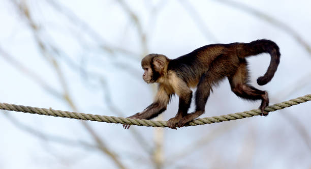 istock Golden-bellied capuchin climbing a thick rope 1135501840
