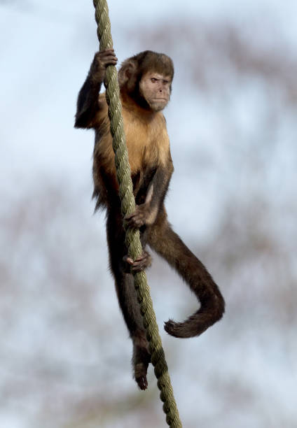 istock Golden-bellied capuchin climbing a thick rope 1135501863