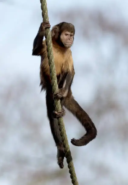 Golden-bellied capuchin climbing a thick rope, selective focus