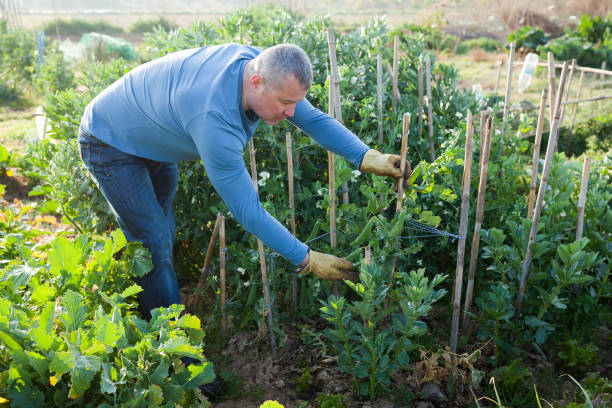 istock Man gardener attentively working with pea and soy seedlings 1135501900