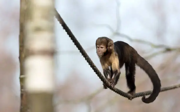 Golden-bellied capuchin climbing a thick rope, selective focus