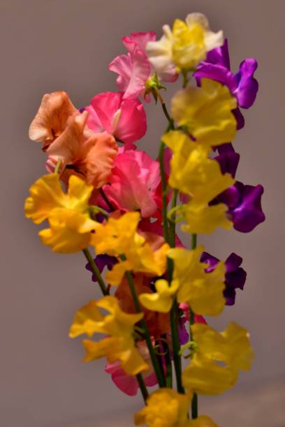 istock Sweet Pea Flower 1135502053