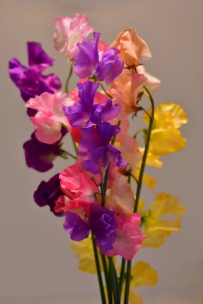 istock Sweet Pea Flower 1135502056
