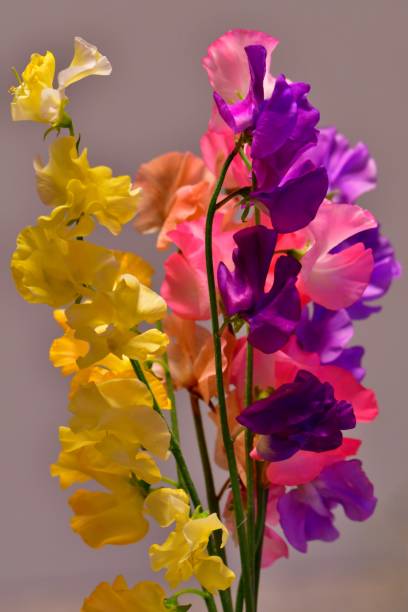 istock Sweet Pea Flower 1135502066