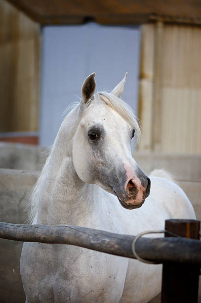 fornecido garanhão árabe - horse arabian horse arabia white imagens e fotografias de stock