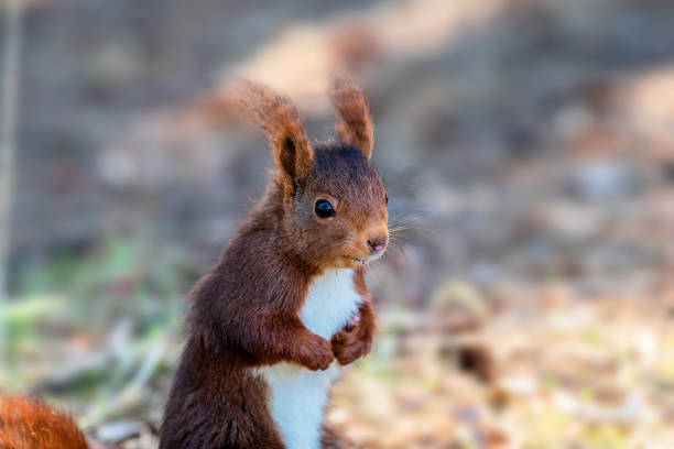 istock Close up red squirrel sitting in a natural park 1135504706