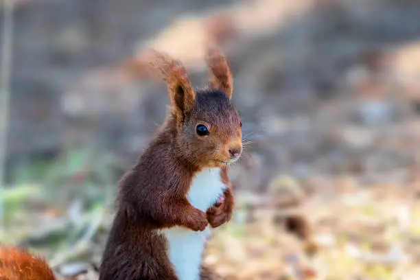 Red squirrel sitting in a natural park.