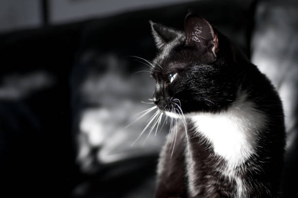 istock black and white cat in a profile on a dark background 1135504819