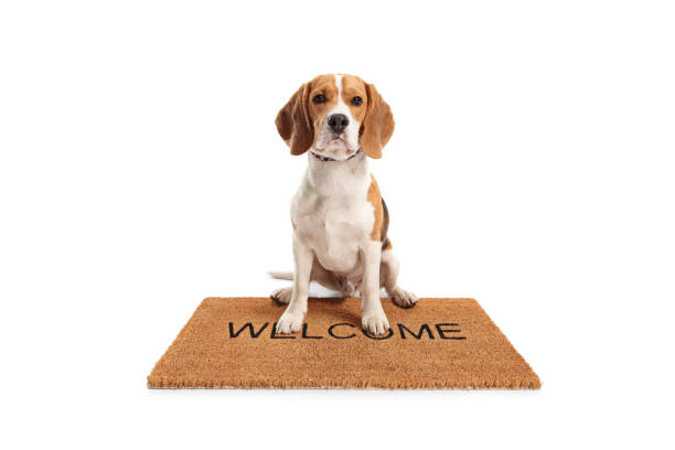 niedlicher beagle hund auf einer braunen willkommensmatte - door mat stock-fotos und bilder