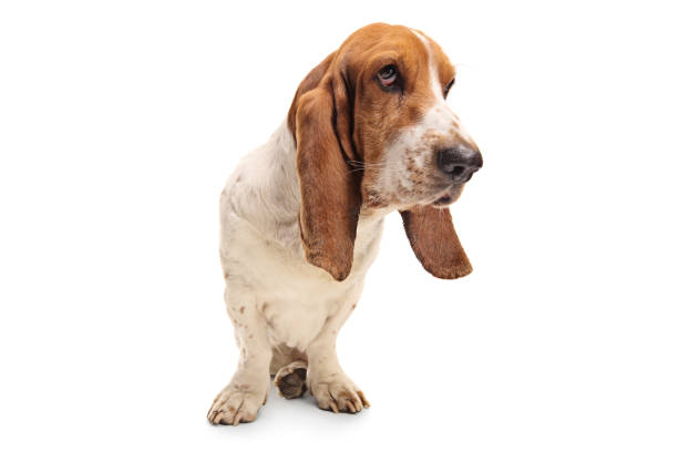 Basset hound dog