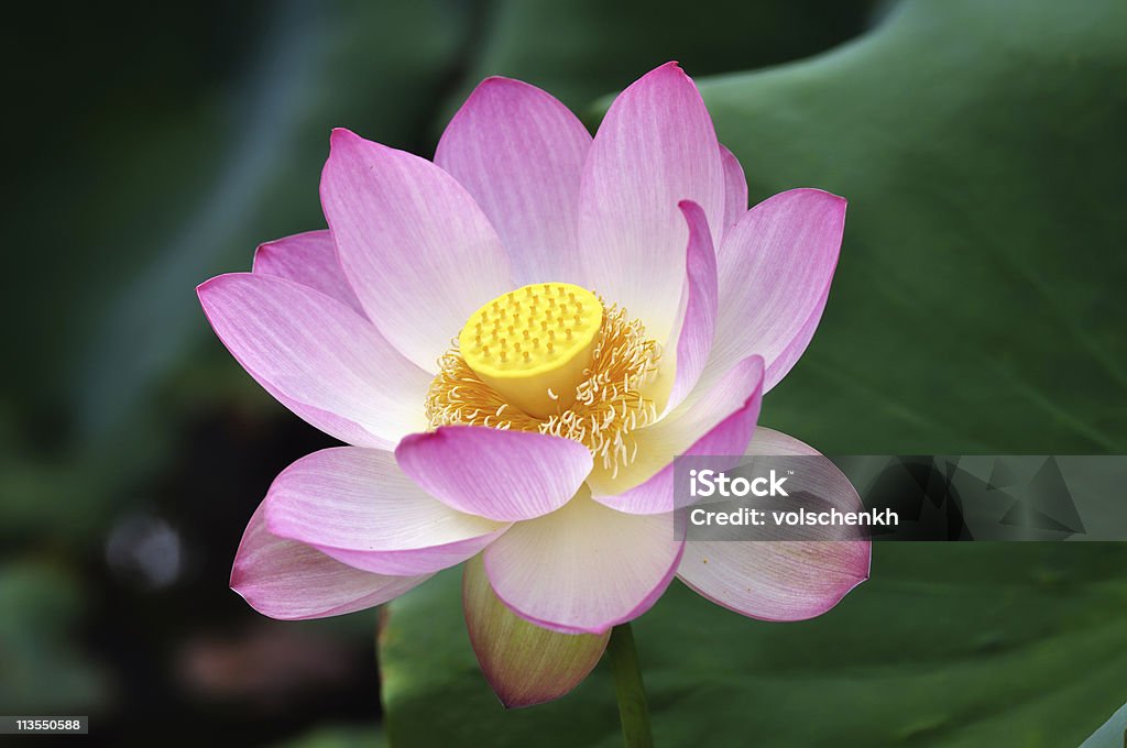 Fleur de lotus sacré II - Photo de Arbre en fleurs libre de droits