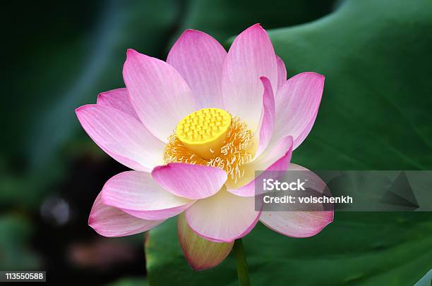 Photo libre de droit de Fleur De Lotus Sacré Ii banque d'images et plus d'images libres de droit de Arbre en fleurs - Arbre en fleurs, Beauté de la nature, Botanique