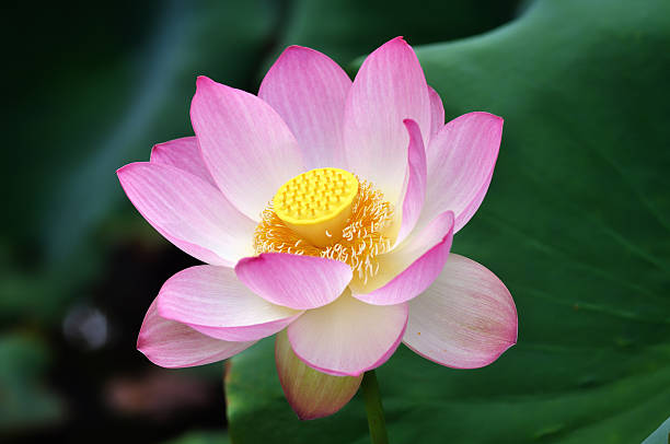 istock Sacred lotus flower II 113550588