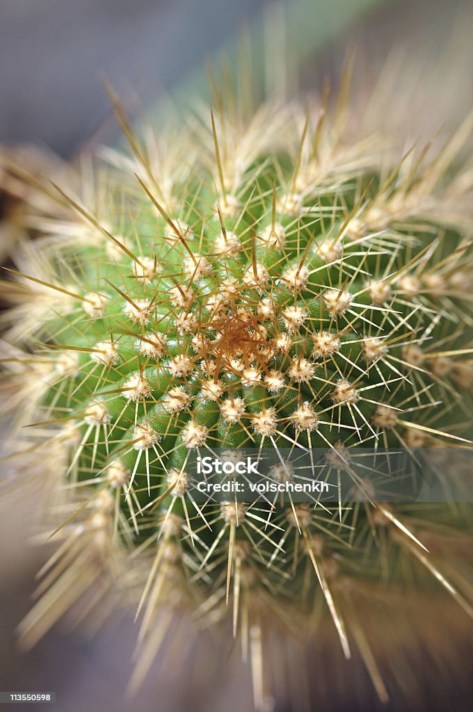 Astratto I Cactus - Foto stock royalty-free di Ambientazione esterna