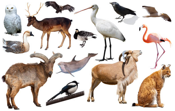 istock european animals isolated 1135506065
