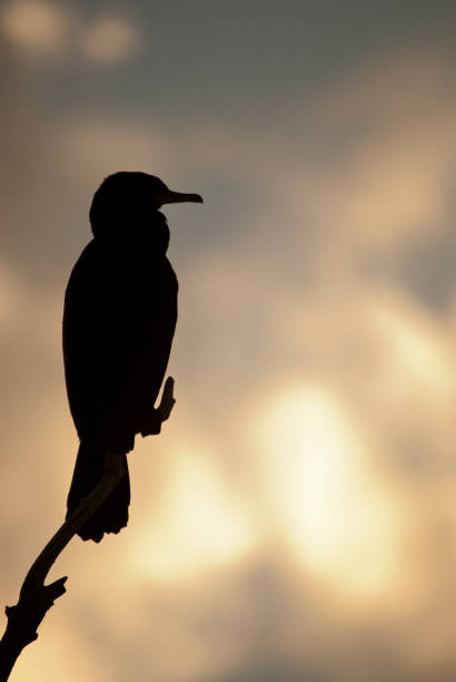 日没の空に対する光に対する枝の上の偉大な鵜飼ウミウカルボ、、鳥 - great black cormorant ストックフォトと画像