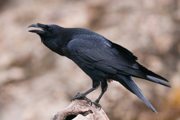 Raven - Corvus corax,   portrait and social behavior stock photo