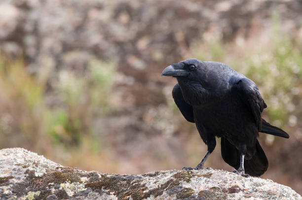 istock Raven - Corvus corax,   portrait and social behavior 1135506346