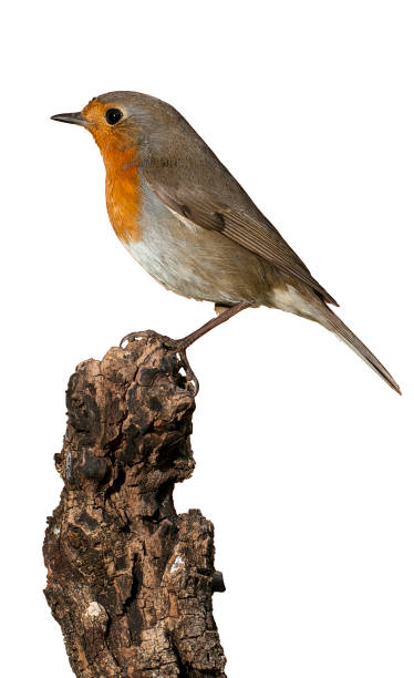 Robin - Erithacus rubecula, standing on a branch with white background stock photo