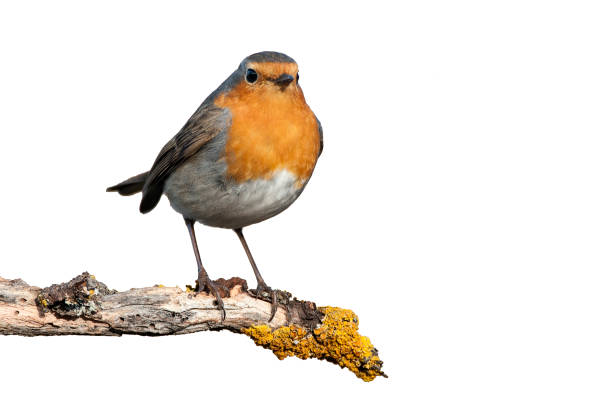 robin - erithacus rubecula, in piedi su un ramo con sfondo bianco - appollaiarsi foto e immagini stock