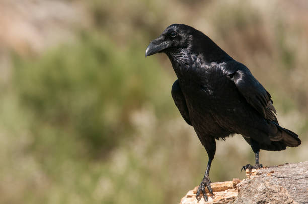 istock Raven - Corvus corax, Portrait waiting on a rock 1135506532