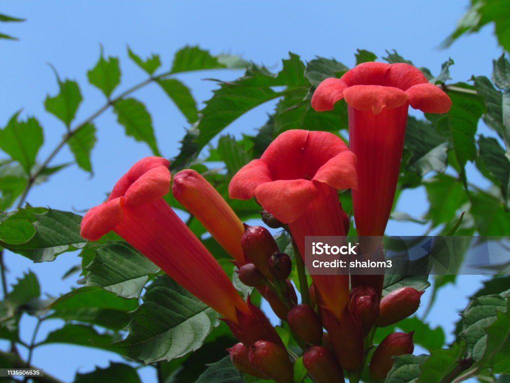Campsis Grandiflora Flor Roja De Seto Inglés Llamado Trompeta Vid Trompeta Creeper Foto de stock y más banco de imágenes de Aire libre - iStock Campsis Grandiflora Flor Roja De Seto Inglés Llamado Trompeta Vid Trompeta Creeper Foto de stock y más banco de imágenes de Aire libre - iStock