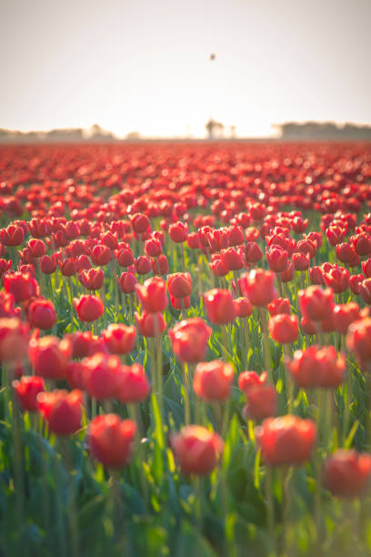 Fields of blooming red tulips during spring in Holland. The tulips are growing in a field in Flevoland, The Netherlands and are part of Dutch culture in Holland.