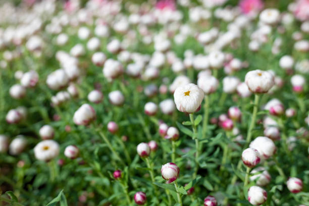 A lush cluster of white chrysanthemums is in full bloom, surrounded by green leaves and soft autumn light. The delicate petals and fresh appearance of the flowers evoke purity, remembrance, and seasonal beauty. The image highlights the elegance of nature in late fall.