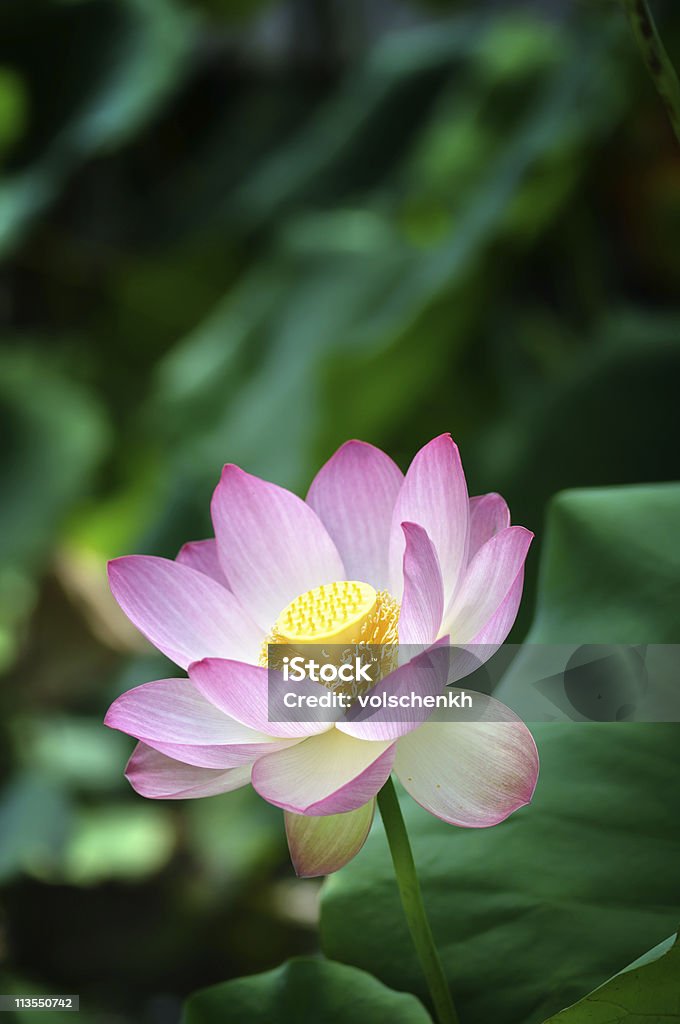 Flor de loto sagrado V - Foto de stock de Loto libre de derechos