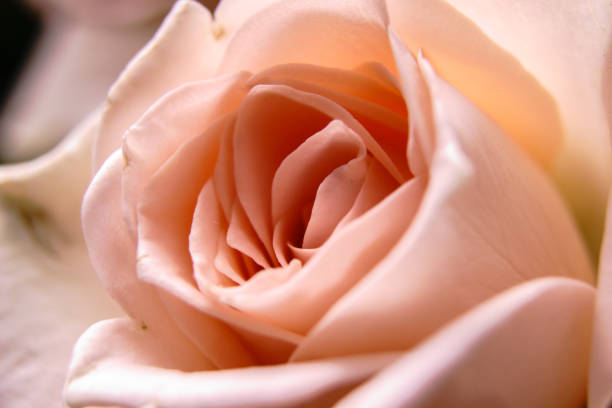 istock Rose macro photography 1135508762