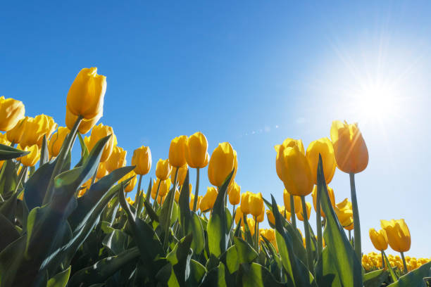 istock Yellow tulips in a field with during a beautiful spring day 1135509226