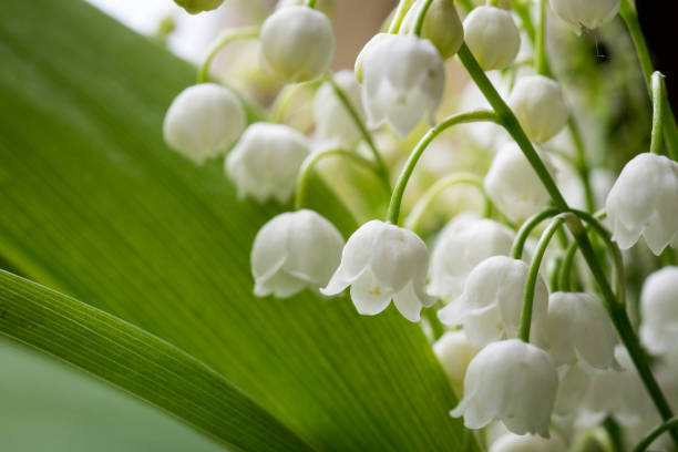 23,000+ Lily Of The Valley Stock Photos, Pictures & Royalty-Free Images ...