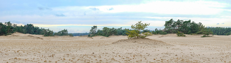 Pine tree at the Hulshorsterzand in the Veluwe nature reserve