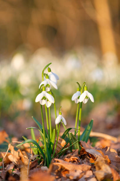 Blossoming snowdrop flowers announcing the arrival of spring Blossoming snowdrop flowers announcing the arrival of spring in a forest during a beautiful late winter day leucojum vernum stock pictures, royalty-free photos & images