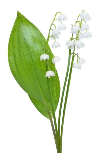 istock Convallaria majalis flowers 1135510256