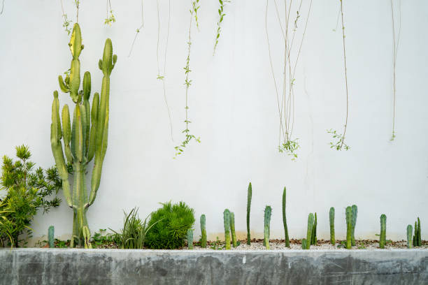 istock Cactus garden at the white wall 1135510476