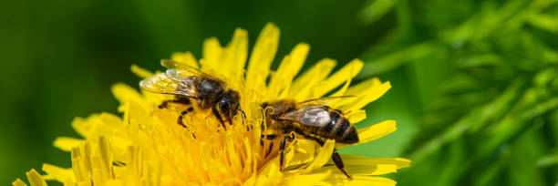 istock two bees collect nectar from a dandelion in a meadow on a sunny day. 1135510597