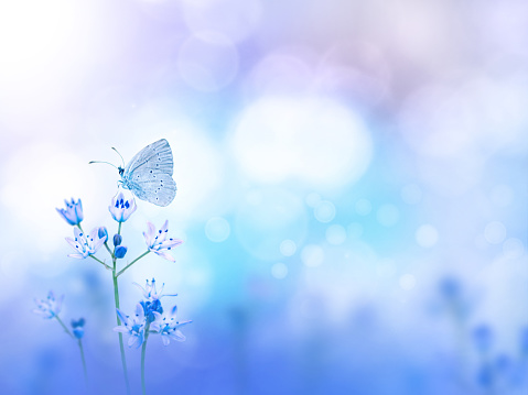 Blue holly butterfly and purple flowers on the turquoise blurred background. Floral desktop.