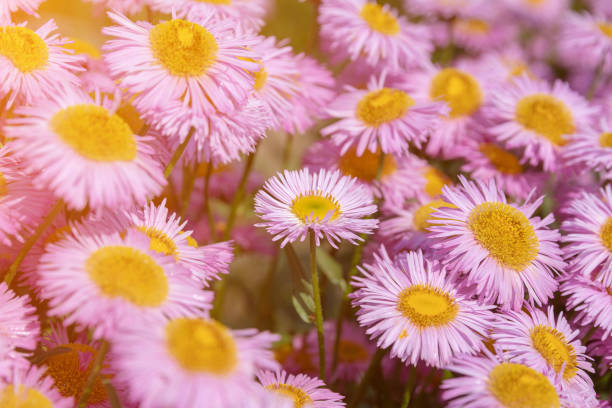 istock Beautiful blooming flowers in garden, summer background 1135512040