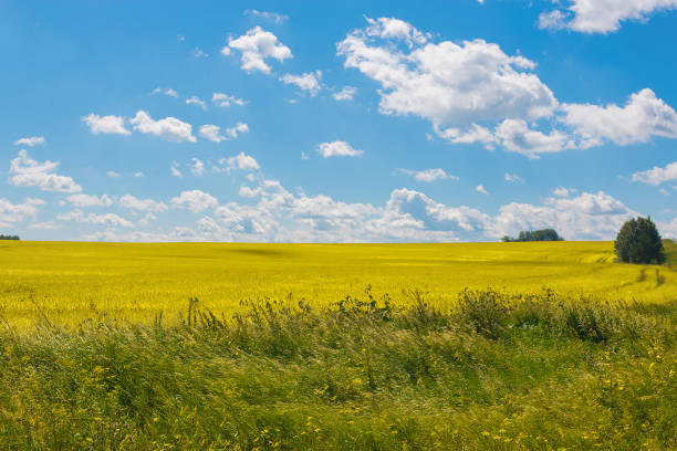istock Field and far away forest, blue sky in summer day 1135513281