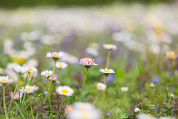 Close-up flower meadow in spring at ground level