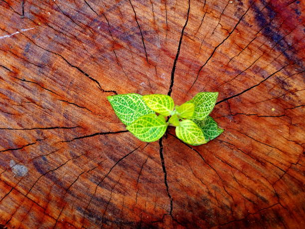 Plant growing through of trunk of tree stump