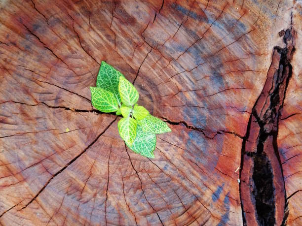 istock Plant growing through of trunk of tree stump 1135514254