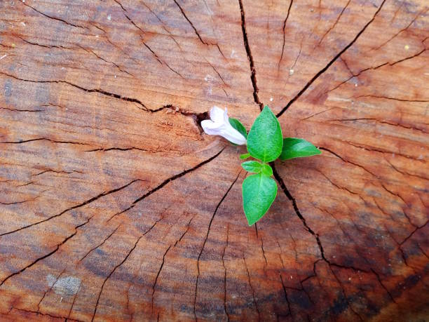 istock Plant growing through of trunk of tree stump 1135514328