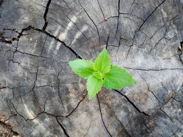 istock Plant growing through of trunk of tree stump 1135514385