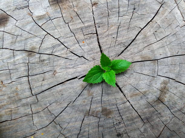 istock Plant growing through of trunk of tree stump 1135514405