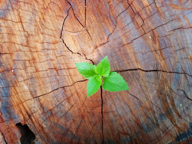 istock Plant growing through of trunk of tree stump 1135514411