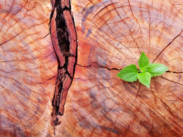 istock Plant growing through of trunk of tree stump 1135514421